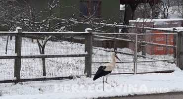 Prvi dan proljeća vratile se rode: Dočekao ih snijeg i minusi
