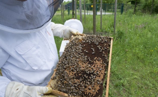 Marijo Krešić: Pčelarstvo ima mnogo potencijala, ali je skup sport