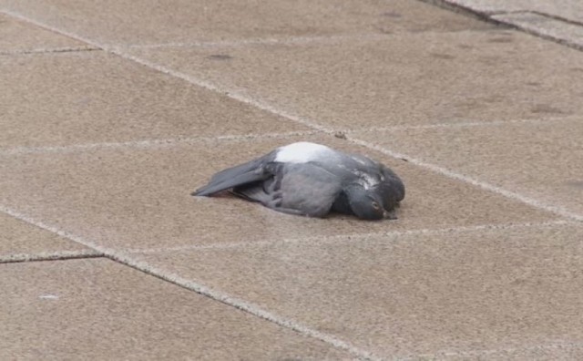 Stigli toksikološki rezultati uginulih golubova u Osijeku: Tvar bi bila opasna za ljude kada bi je pojeli