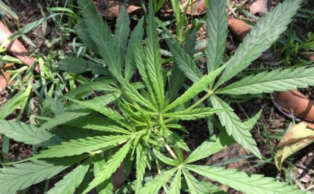 marihuana, burza, wall street 