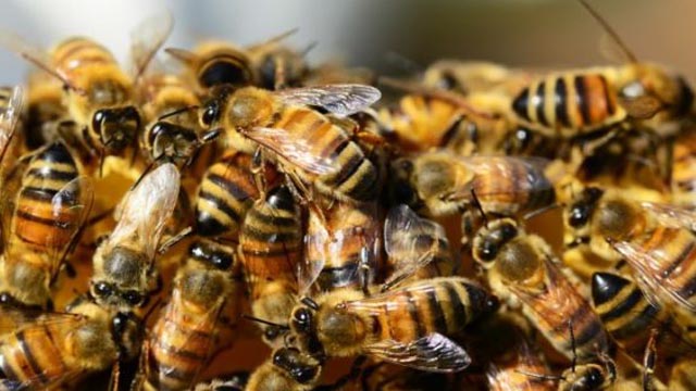 MADE IN BIH U Hrvatskoj povučen proizvod za prihranu pčela