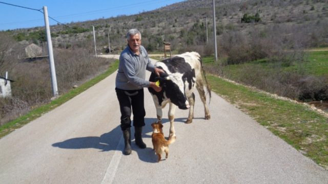 Čapljina: Na selu živjeti, a bez krave biti to je k’o ne imati majku