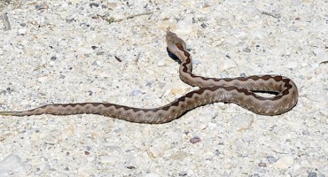 poskok, oprez, poskok