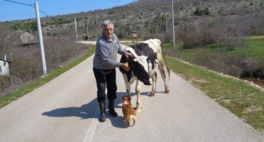 Čapljina: Na selu živjeti, a bez krave biti to je k’o ne imati majku