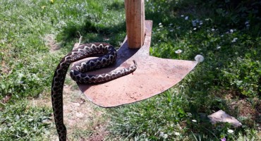 Široki Brijeg: Opasan crnostrik u smilju Ante Pinjuha