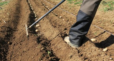 Proljetna sadnja u Hercegovini: Maja sa fantomkom na glavi razbaca gnojivo i ubaci krompire