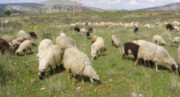Čapljina: Posljednji planištar u dolini Neretve
