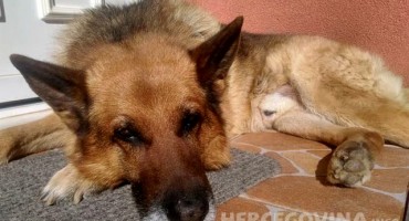 Znate li kada je vaš pas ostario i kako mu možete pomoći?