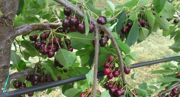 Priča iz Hercegovine: Trešnje za Ivana