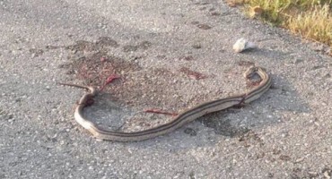 Mostar: Na Buni ubijena zmija dugačka metar i pol