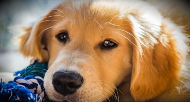 Kolumbijski monstrum švercao heroin u trbuhu štenaca: 'Nisam kriv'