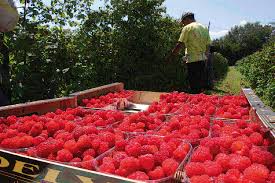 Bh. malinari strahuju: Cijena otkupa mogla bi biti 1,50 KM