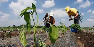 Za poticaje poljoprivredi 58.200.000 KM