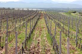 Preporuke vinogradima za zaštitu vinove loze