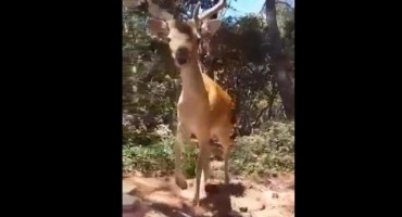 Korčula: Oduševljeni turista iz BiH na plaži snimio srndaća