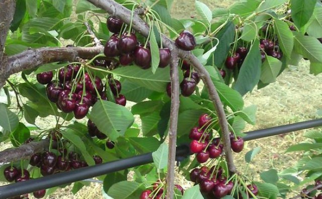 trešnje, Hercegovina