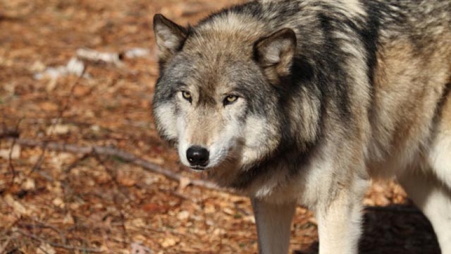 Čovjek ubio prvog vuka koji se pojavio u Danskoj poslije 200 godina
