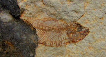 Neum: Prekrasno očuvani fosili riba iz doba dinosaura stari oko 75 milijuna godina