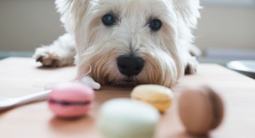 Oni nisu izbirljivi, ali vi biste trebali biti: hrana koju vaš pas ne bi smio jesti