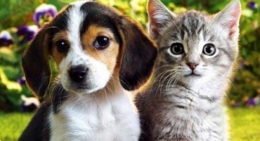 Kućni ljubimci koriste mentalnom zdravlju