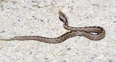 Ženu na groblju ugrizao poskok, bila je noć, a onda je naišao poštar...