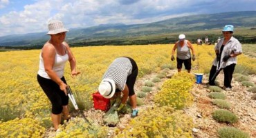 Uzgajivači smilja i malina mogu se prijaviti za program potpore od 52 milijuna KM