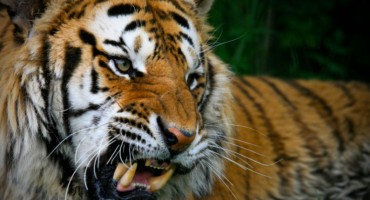 U Pionirsku dolinu stiže bengalski tigar