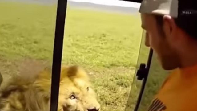 'Samo je htio da pomazi lava': Zastrašujući snimak obišao planetu