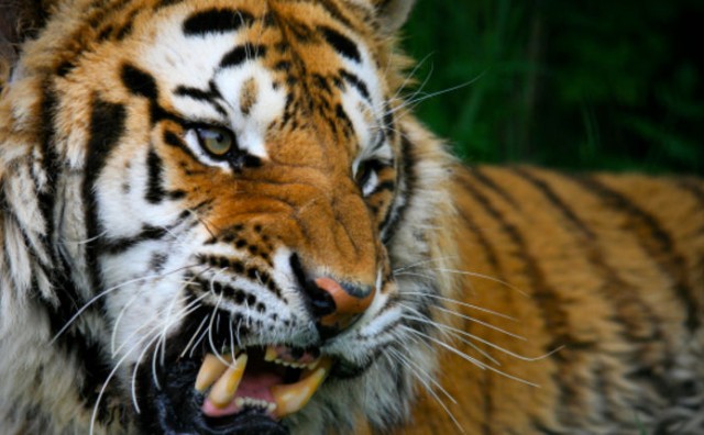 U Pionirsku dolinu stiže bengalski tigar