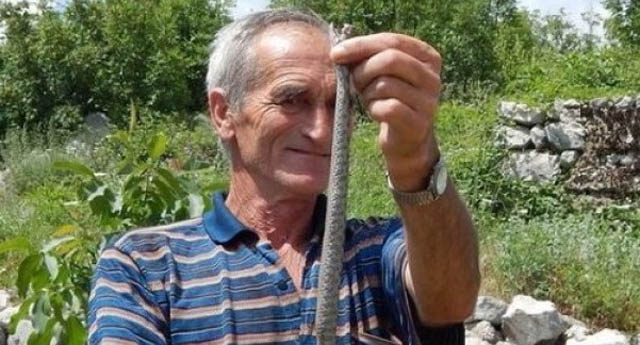 Poskoci kao kućni ljubimci: Ljubinjac Drago Lečić lovi zmije još od djetinjstva