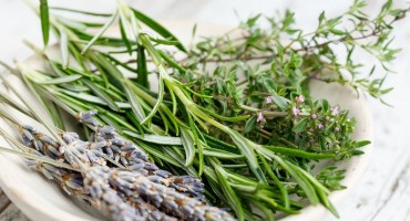 Uzgojite sami biljke koje tjeraju komarce