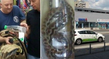 Pronašli poskoka usred grada! Najopasnija domaća zmija otrovnica dospjela blizu bolnice, reagirali i vatrogasci