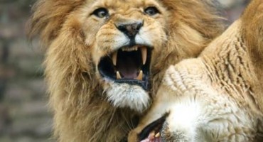 Kada lovac postane lovina: Krivolovce na nosoroge pojeli lavovi