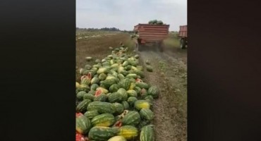 Bacio 25 tona lubenica jer ih nema kome prodati