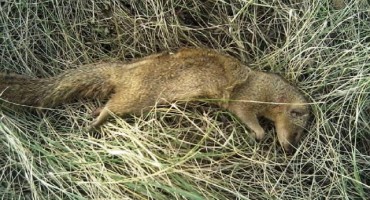 Mungos s Mljeta stigao na jug Hercegovine