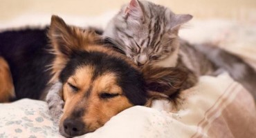 Zbog čega mačke nikada ne možete pripitomiti kao pse?