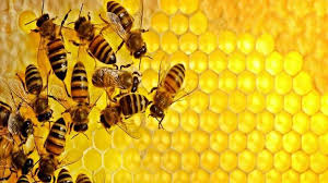 Šalji dalje: Zašto biste u svoje dvorište trebali staviti žlicu šećera i vode? - 02.07.2018