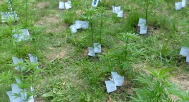 optužnica, marihuana