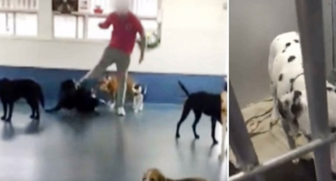 Kamere snimile zlostavljanje nad životinjama: Osoblje šutira štence kao da su od slame