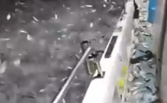 Desetine tisuća riba pomahnitalo uskakale u čamac