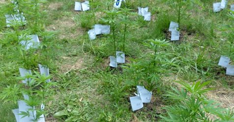 optužnica, marihuana