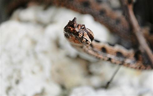 Liječnici spasili dječaka kojeg je ugrizao poskok na metar od mora