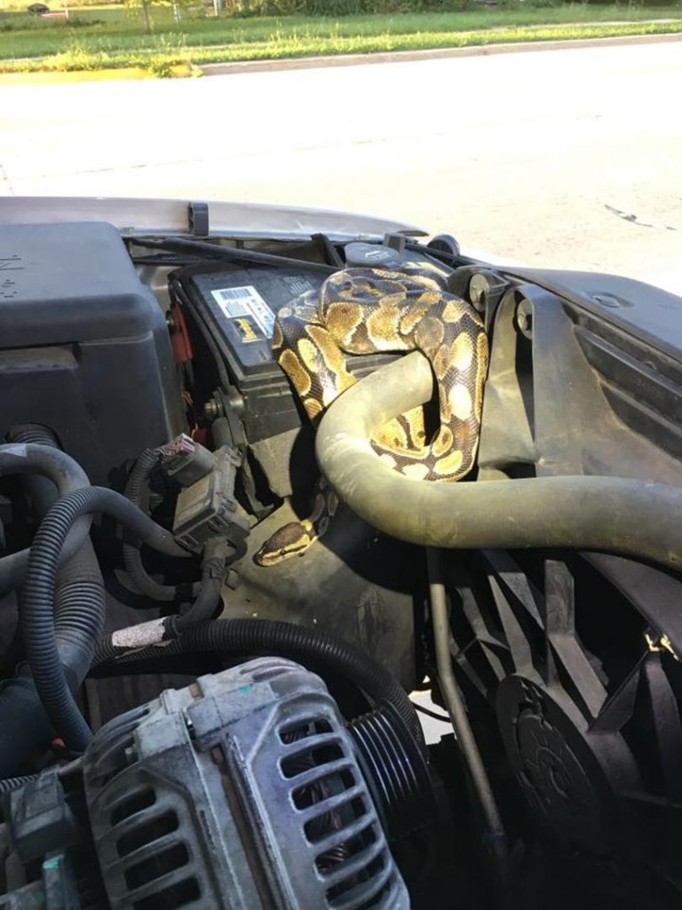 Tijekom vožnje joj motor počeo čudno raditi pa se šokirala kada je otvorila poklopac!
