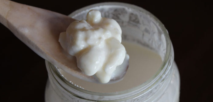Vodeni kefir (tibicos)