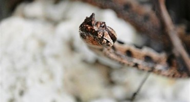 Liječnici spasili dječaka kojeg je ugrizao poskok na metar od mora