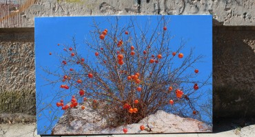 Marin Topić: Iz kamena šipci