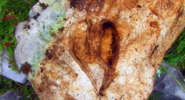 Na Blidinju otkriveni ostaci školjki stari 220 miliona godina