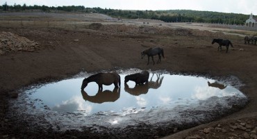 Konjima na Bilima nestaje vode, objavljen poziv za pomoć