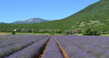 Ljubinje: Ljekovito bilje kao potencijal za razvoj