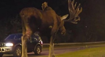 Los snimljen uz cestu, ljudi se ne mogu načuditi njegovoj veličini